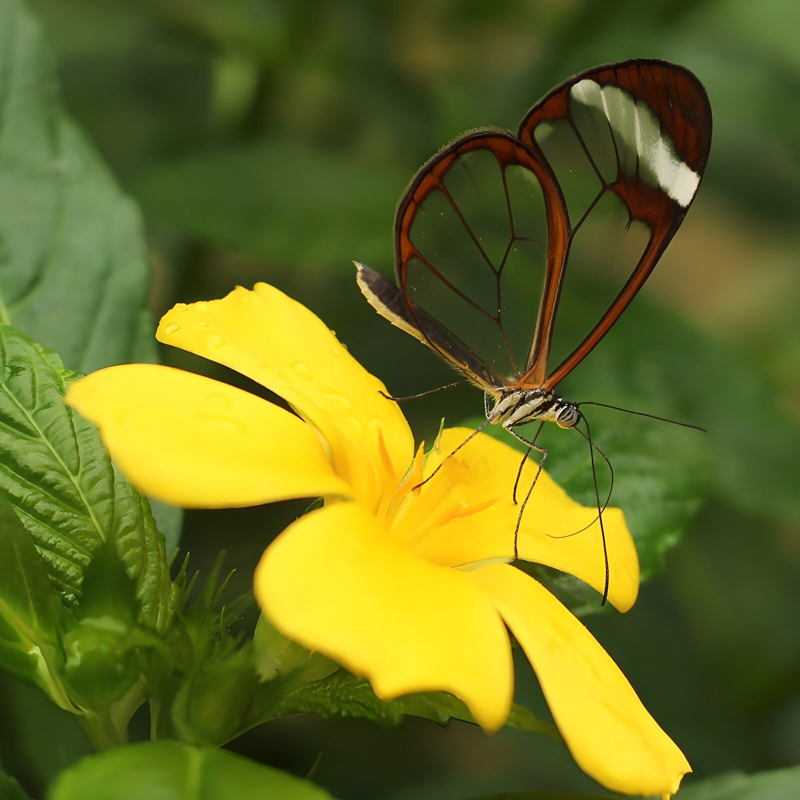 TPDE30095: einzigartiger Glasflügelfalter auf gelber Blume
