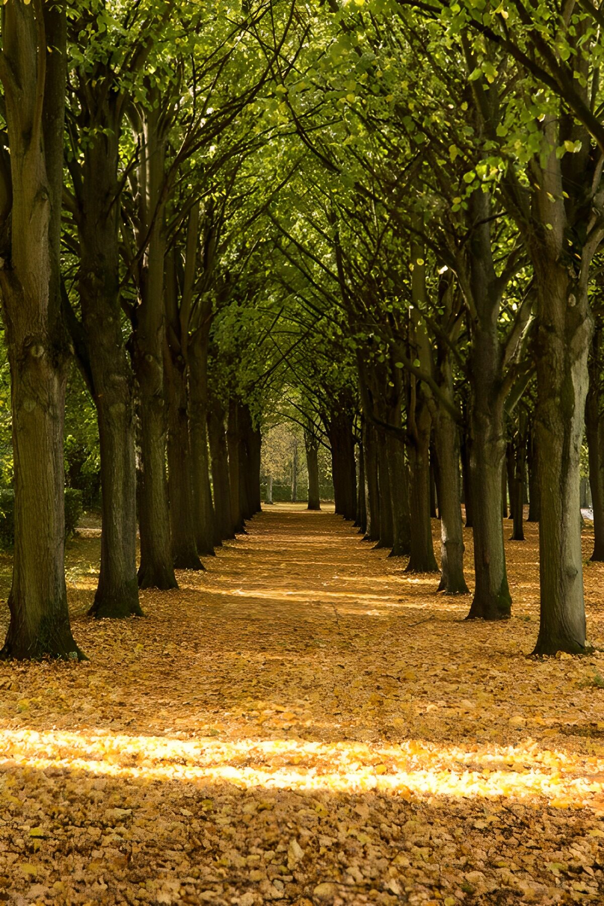 TPDE65153: Herbstlicher Baumweg im Park