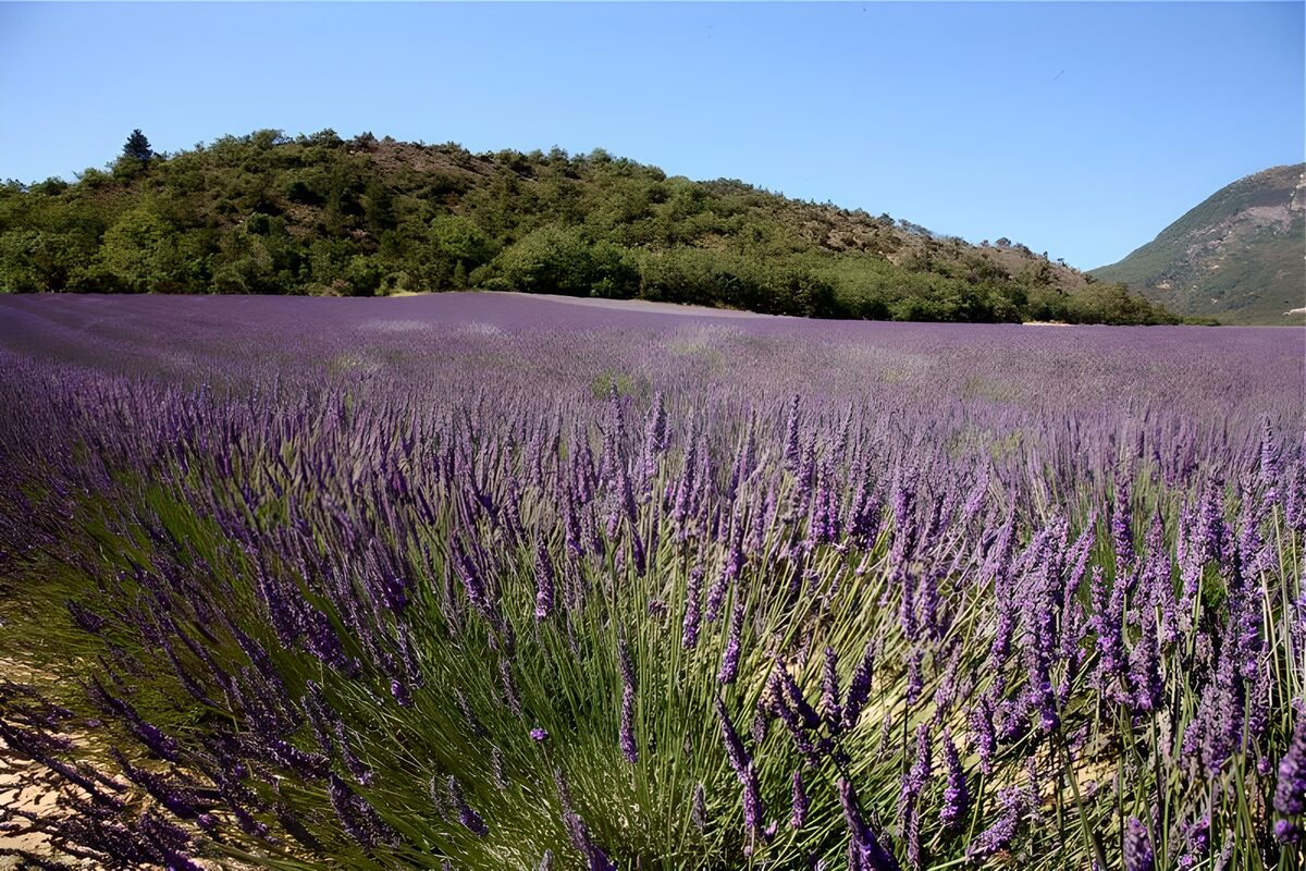 Lavendelfeld in voller Blüte und im Hintergrund die Hügel der Haute-Provence