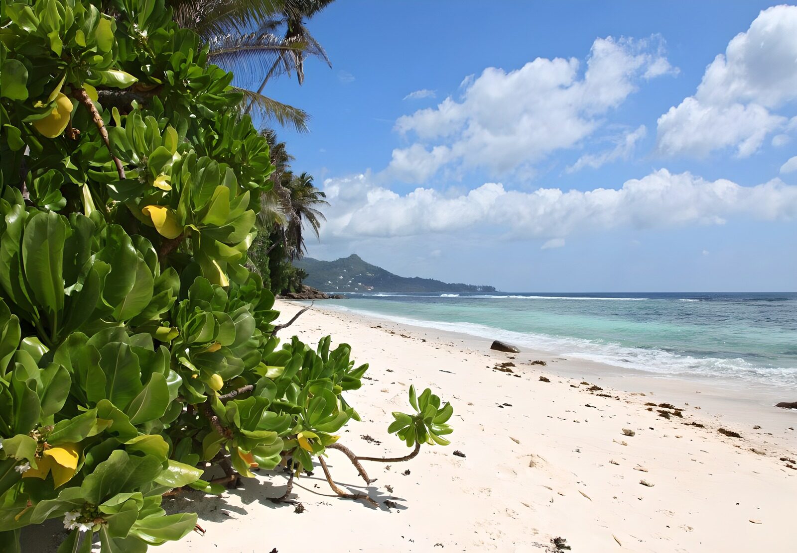TPDE59345: tropische und immer grüne Vegetation am Strand