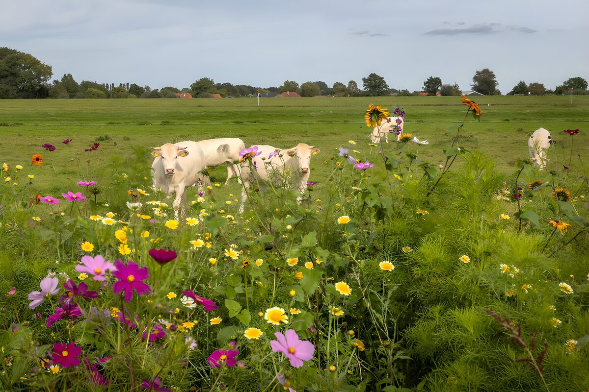 TPDE85048: Kühe in einer bunten Blumenwiese