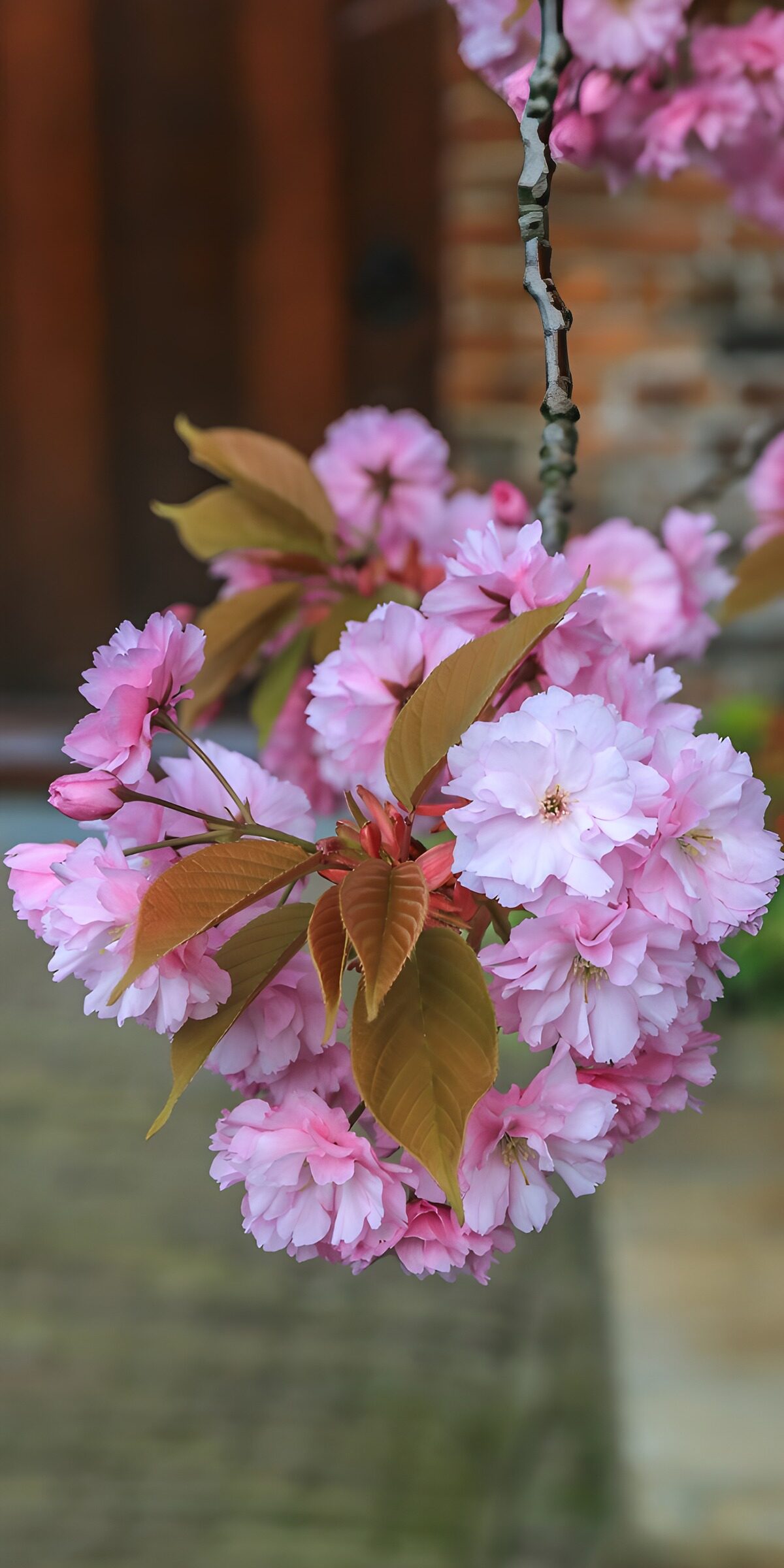 TPDE59524: Blühende Kirschblüten im Frühling