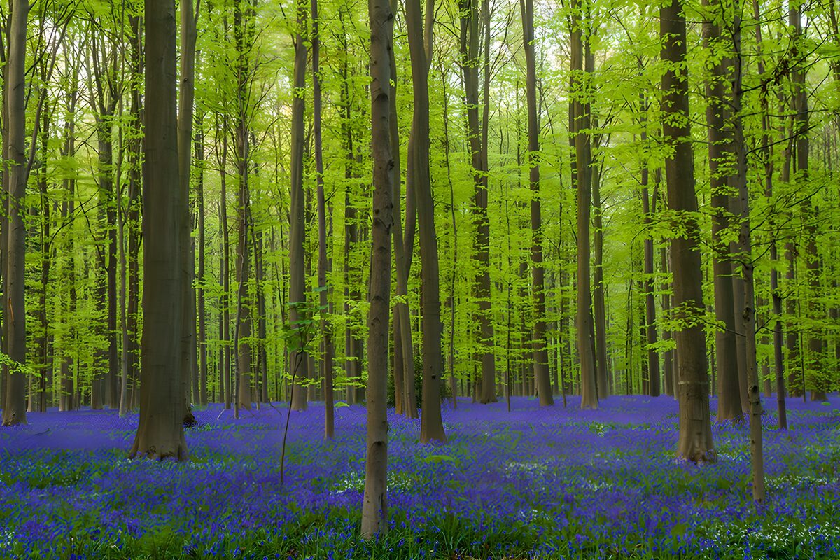 TPDE52124: Blühender Wald im Frühling