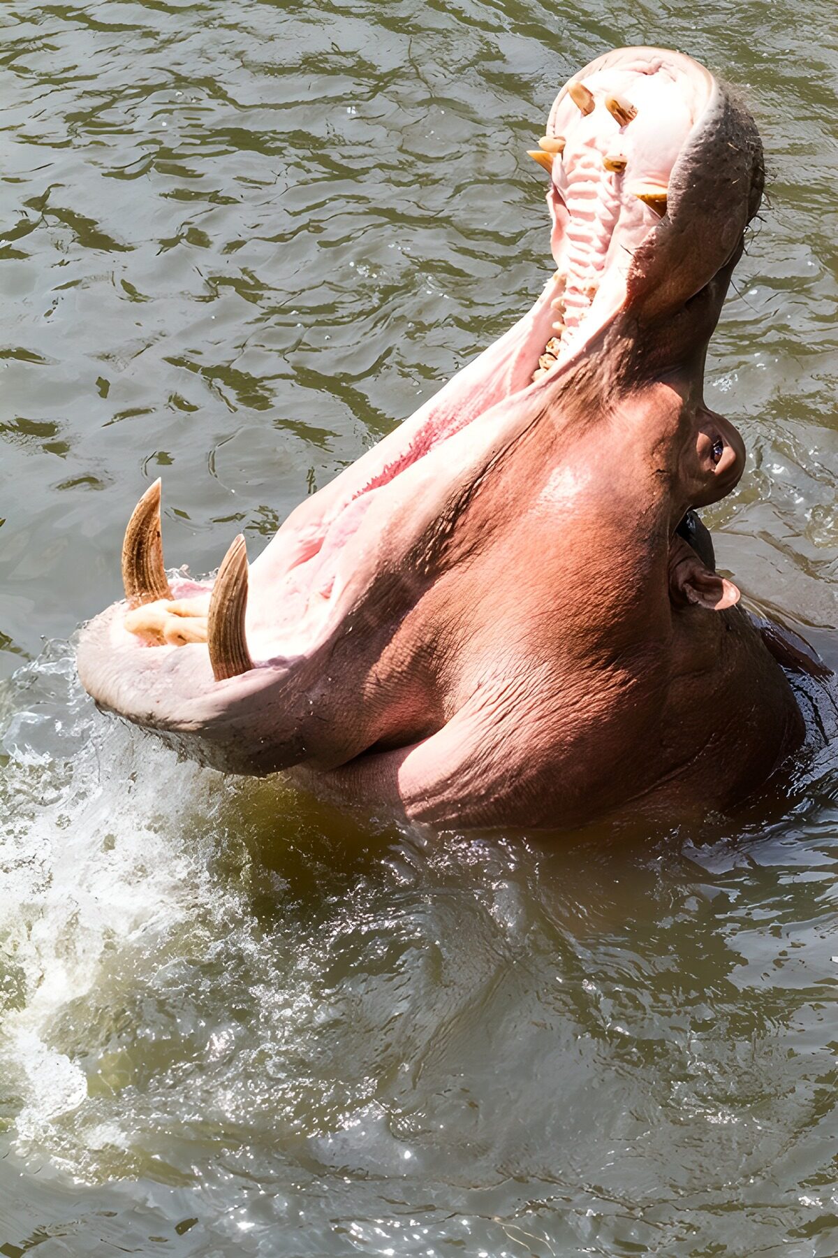 TPDE15474: Nilpferd beim Öffnen des Mauls