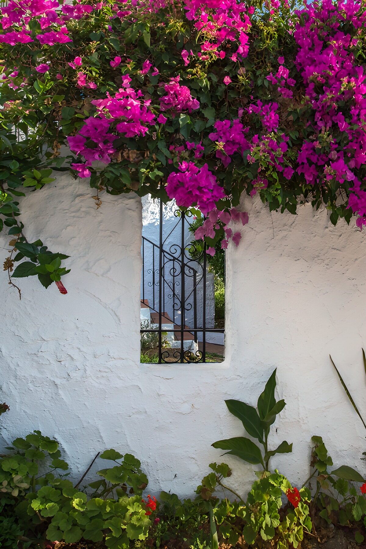TPDE92385: Blühende Bougainvillea am weißen Mauer