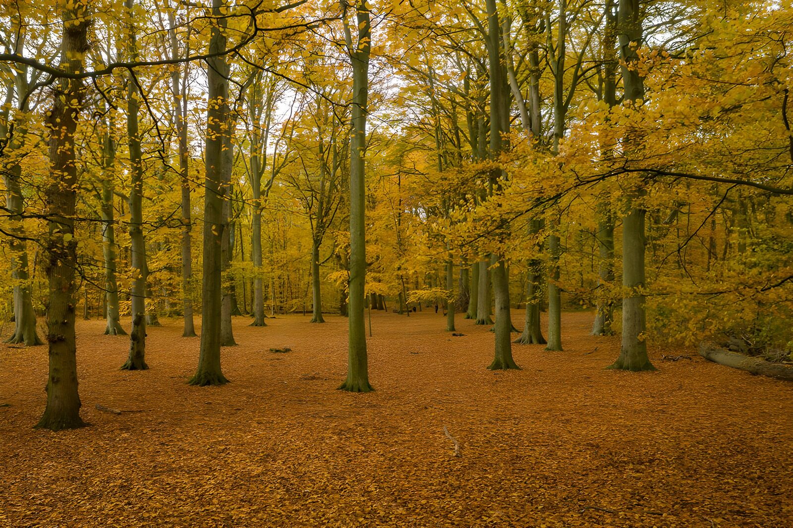 TPDE42095: Goldener Herbstwald