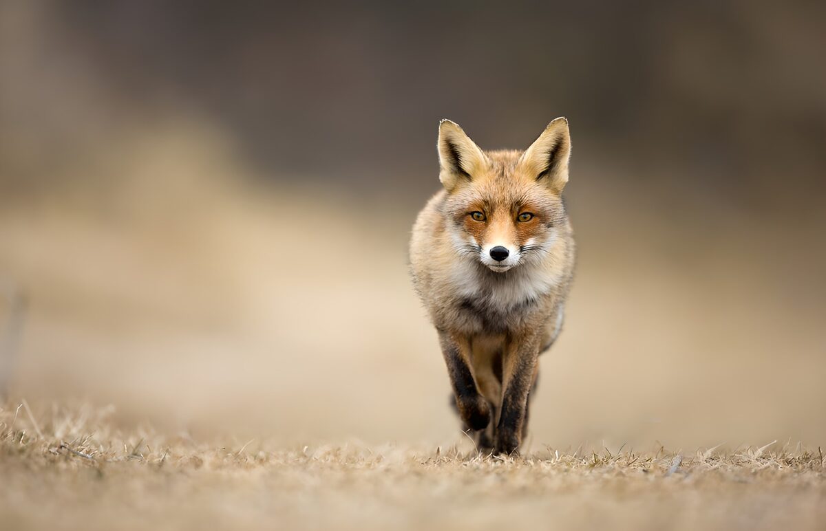 TPDE88858: Auf der Jagd: Der flinke Fuchs
