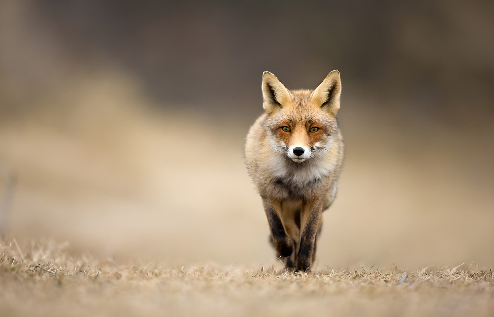 TPDE88858: Auf der Jagd: Der flinke Fuchs