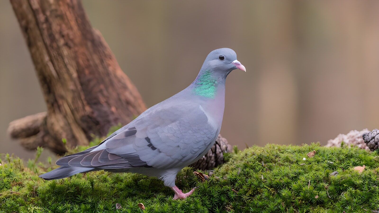 TPDE77206: farbenprächtige  Taube im Wald