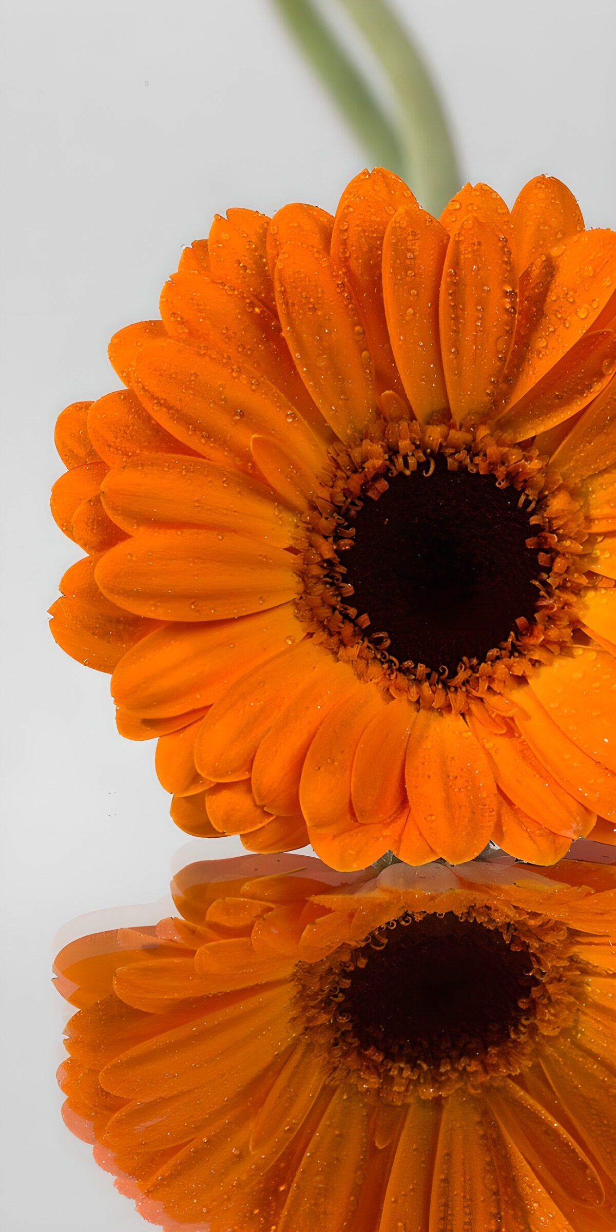 TPDE59423: Strahlende orange Blume mit Tropfen