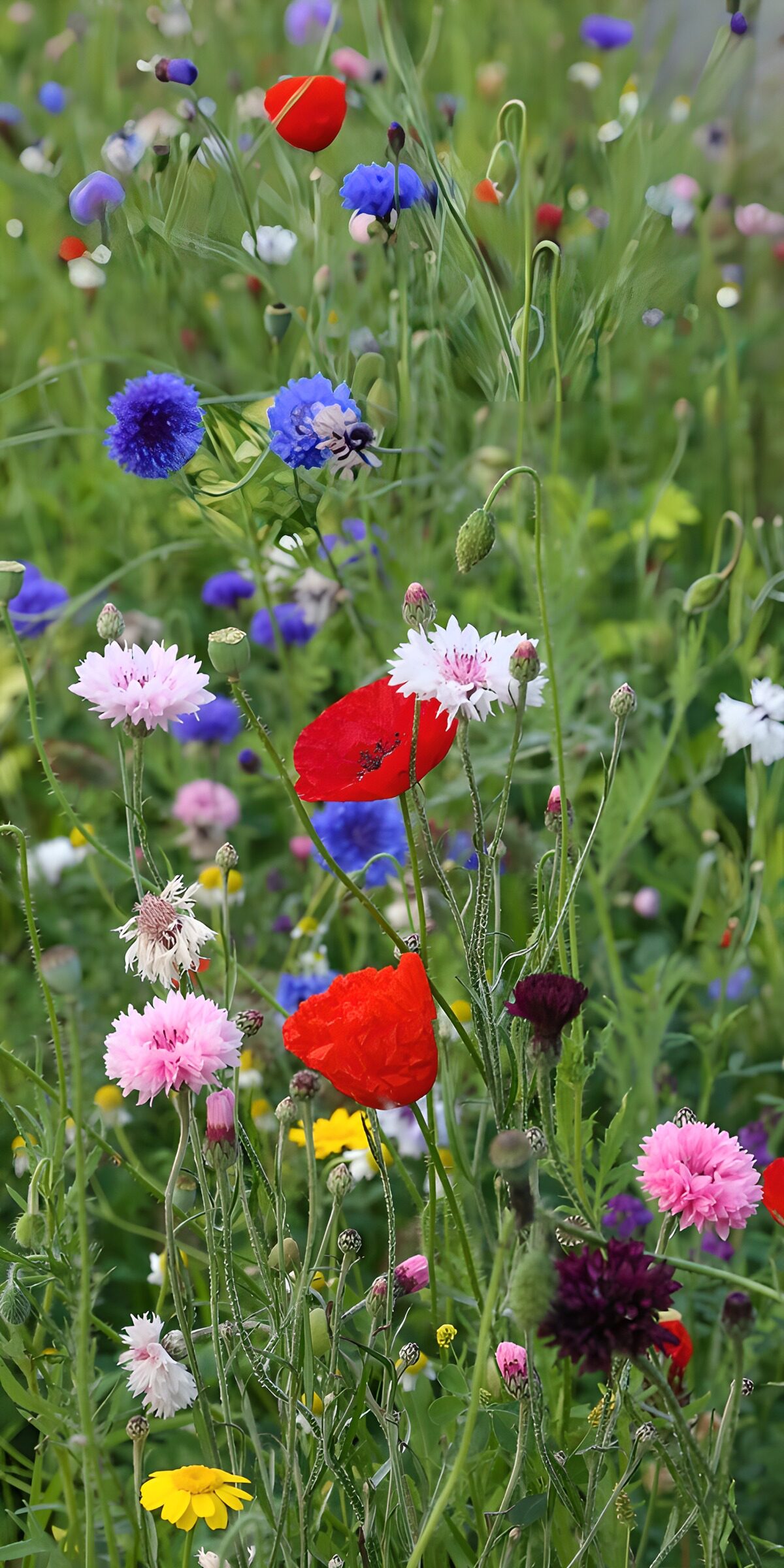 TPDE64286: Bunte Blumenwiese im Sommer