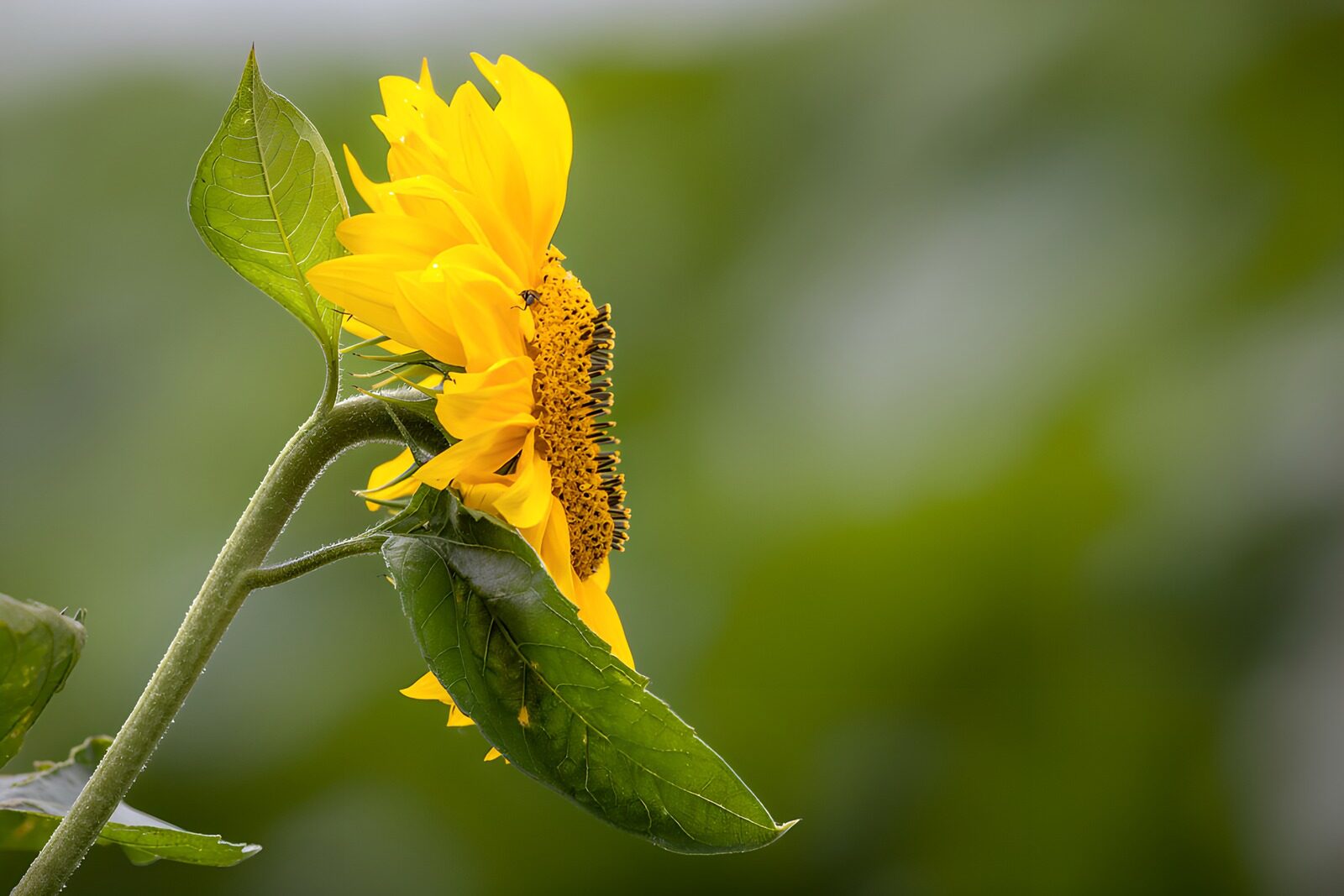 TPDE66601: Sonnenblume im Licht