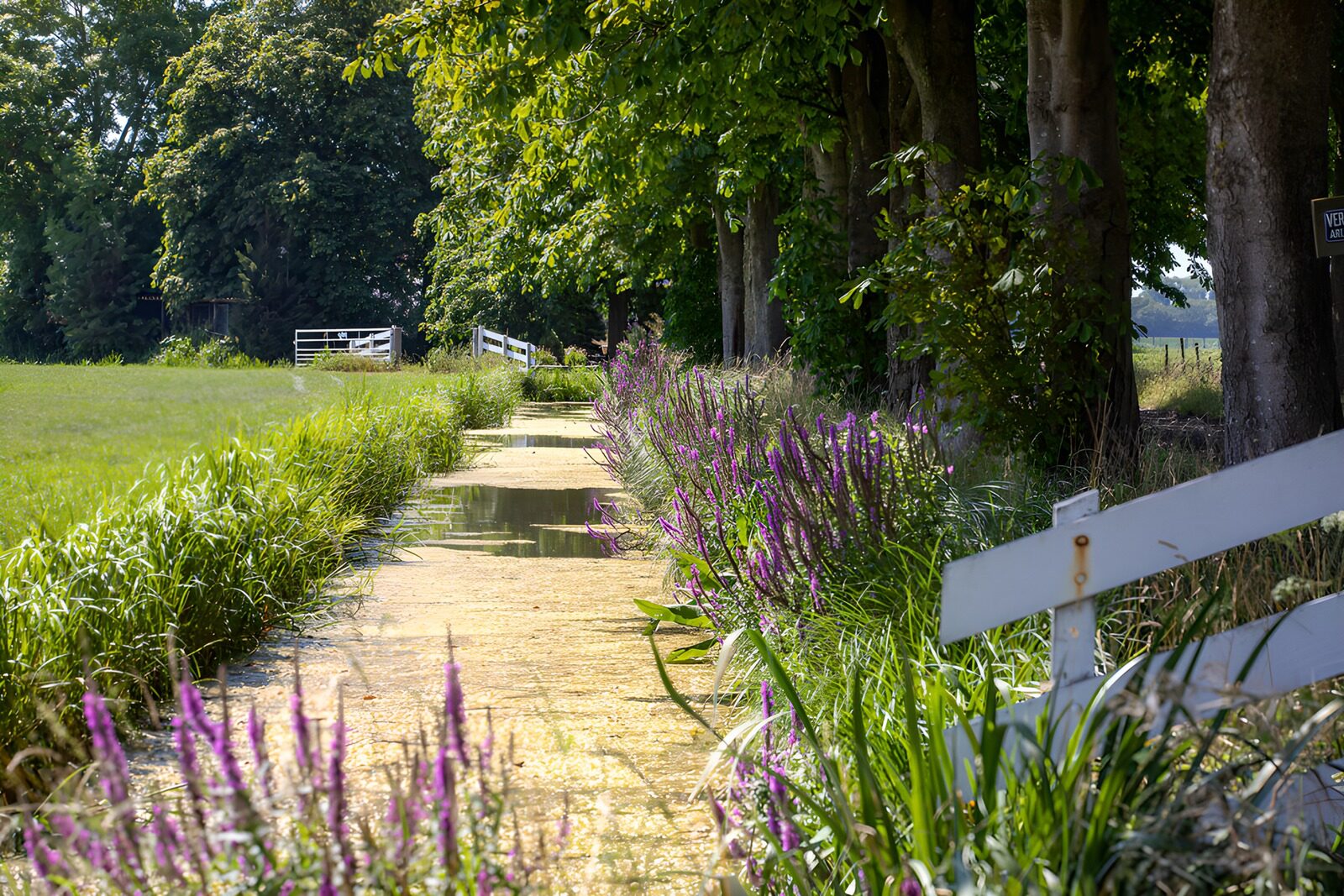 TPDE95414: Idylle am Wegesrand mit Blumen