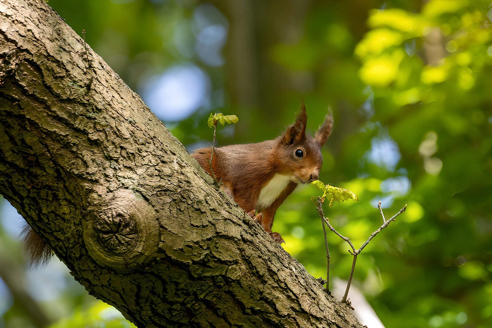 TPDE89752: Eichhörnchen im grünen Wald