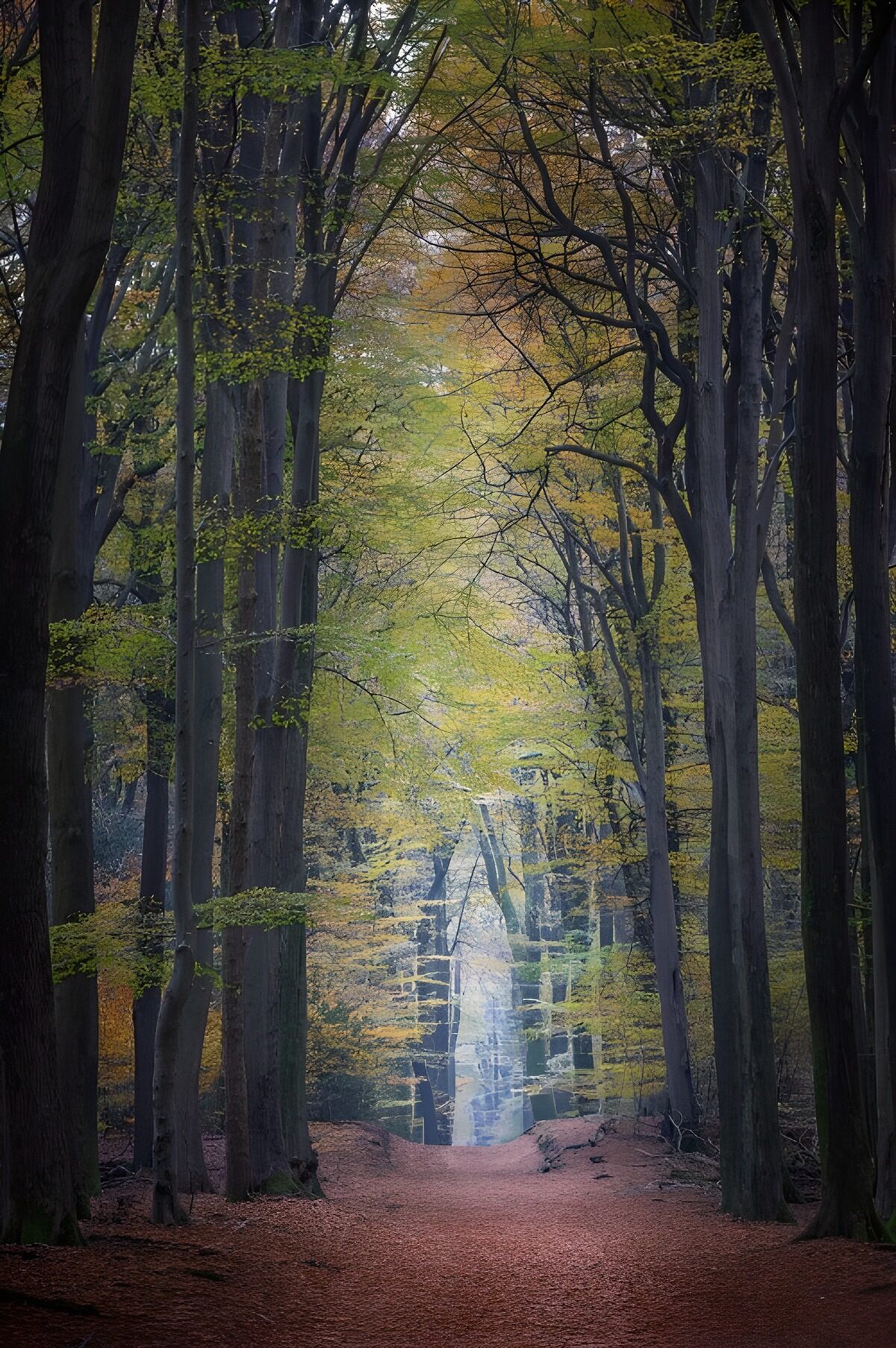TPDE43138: Mystischer Waldweg im Herbst