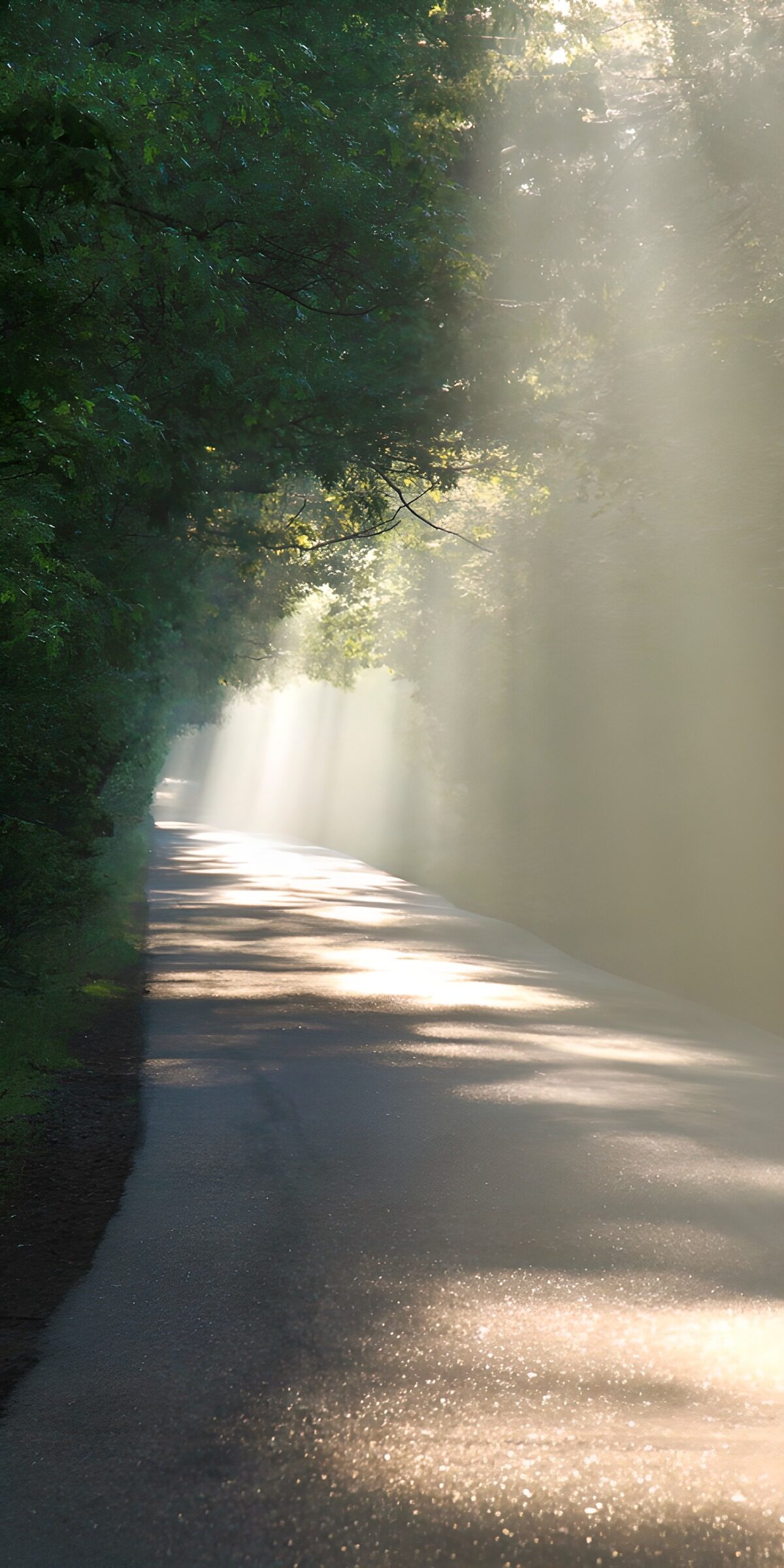 TPDE18612: Mystischer Waldweg im Morgenlicht