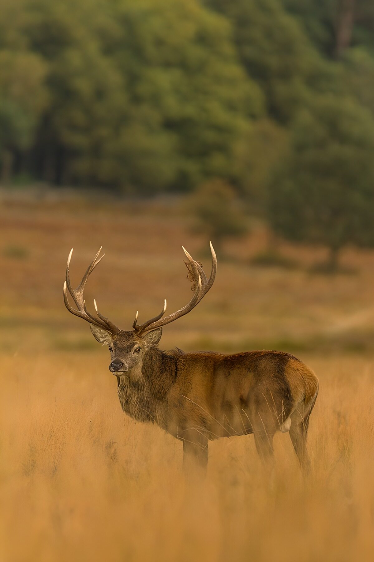 TPDE15241: majestätischer Rothirsch im Feld