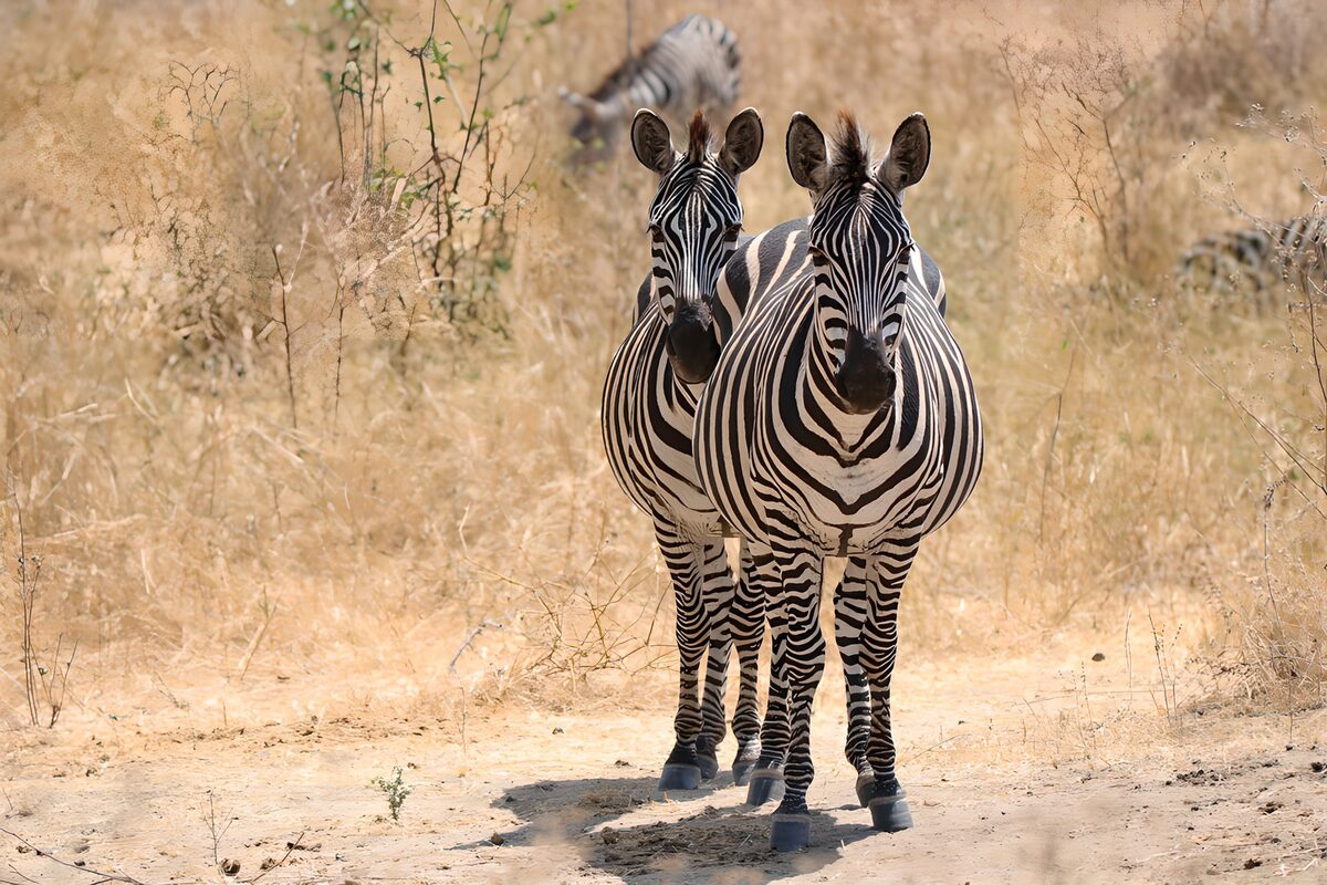 TPDE87333: Zwei Zebras im Sonnenlicht