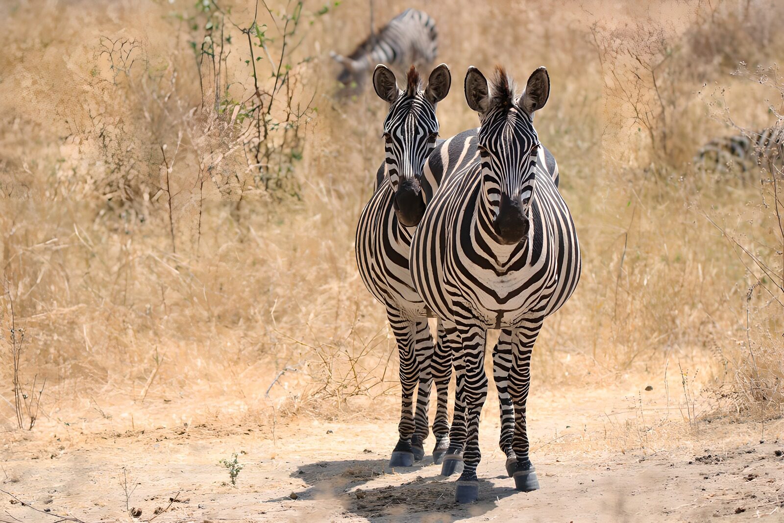 TPDE87333: Zwei Zebras im Sonnenlicht