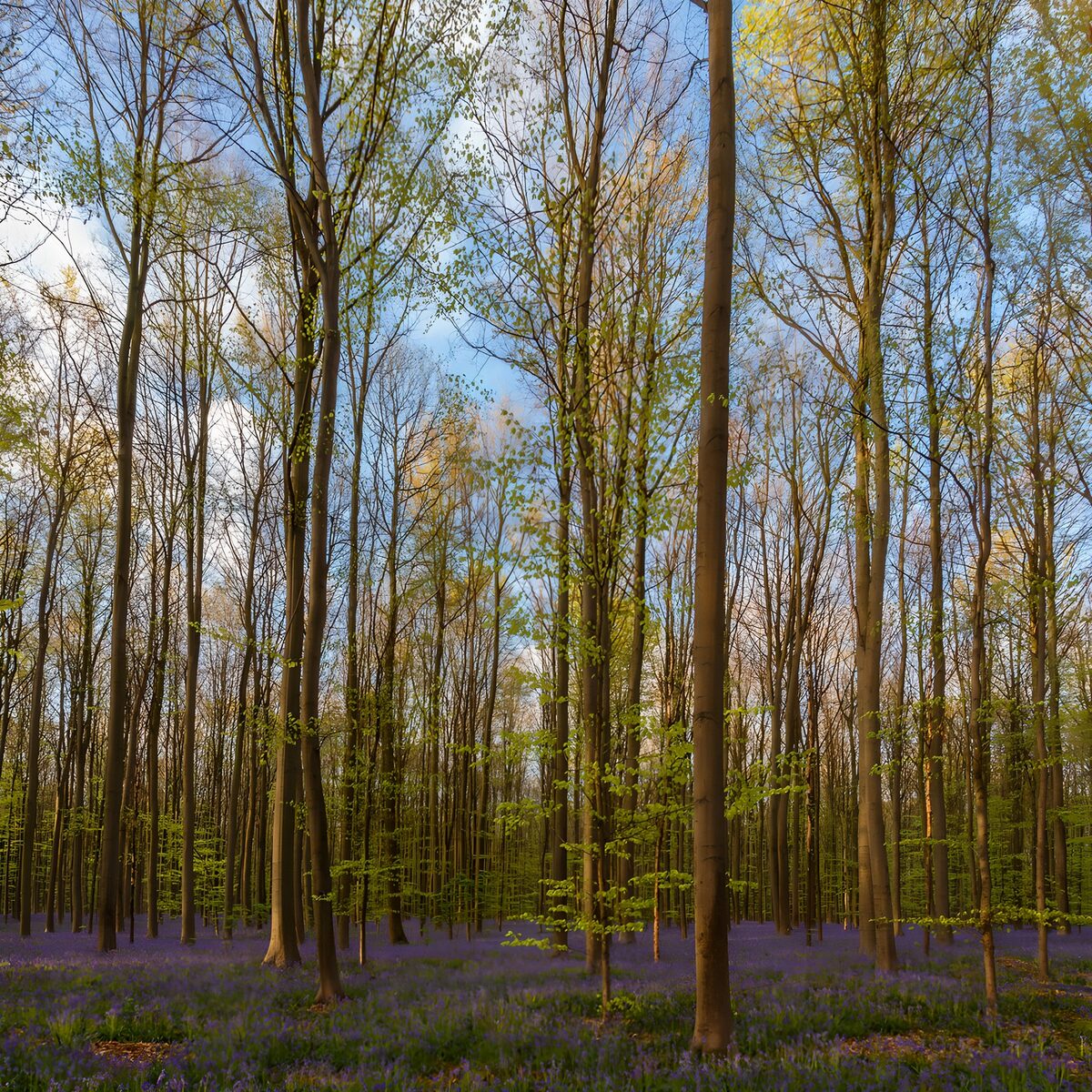 TPDE42197: Zauberhafter Frühlingswald in Blumenmeer