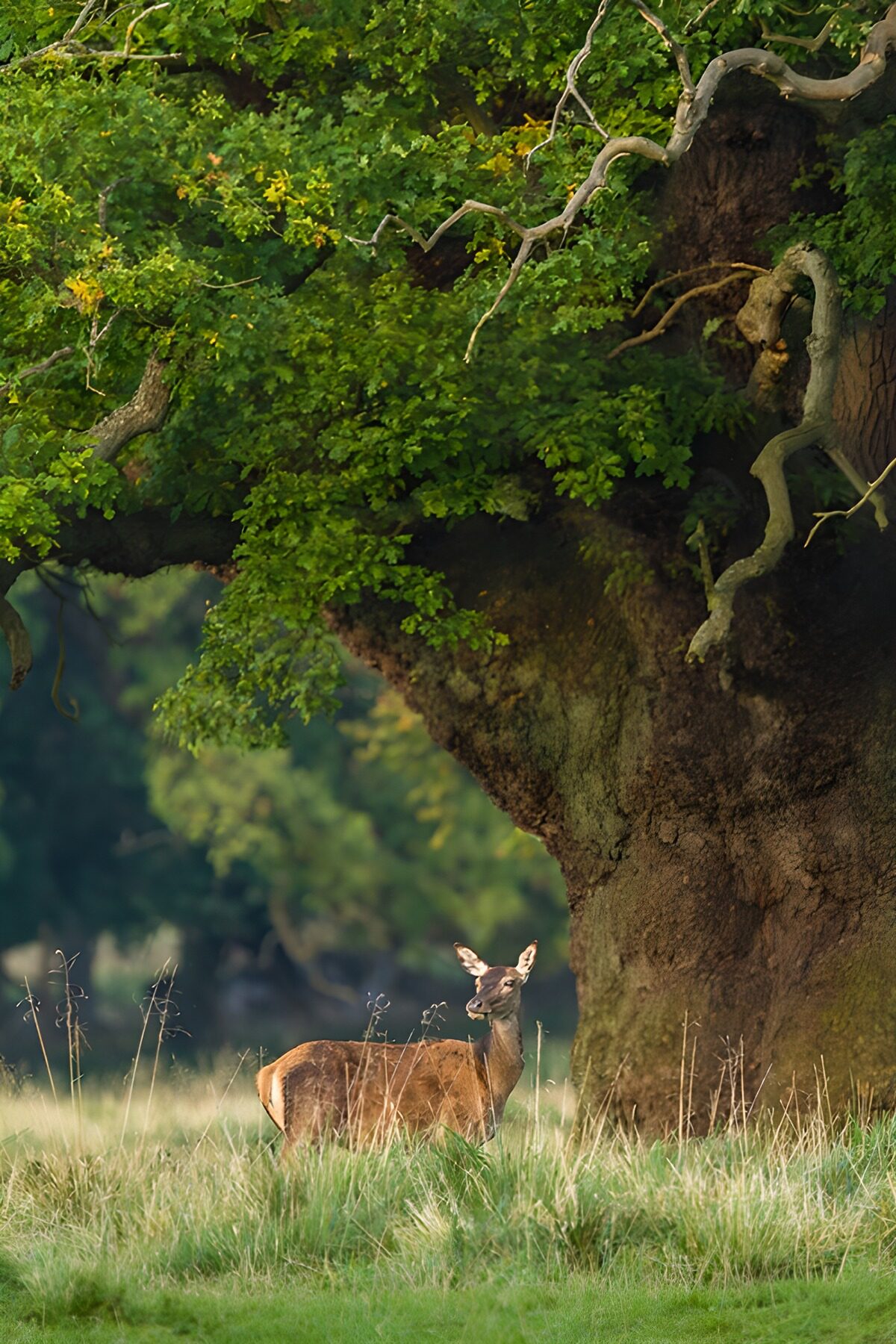 TPDE91193: Reh vor majestätischem Baum