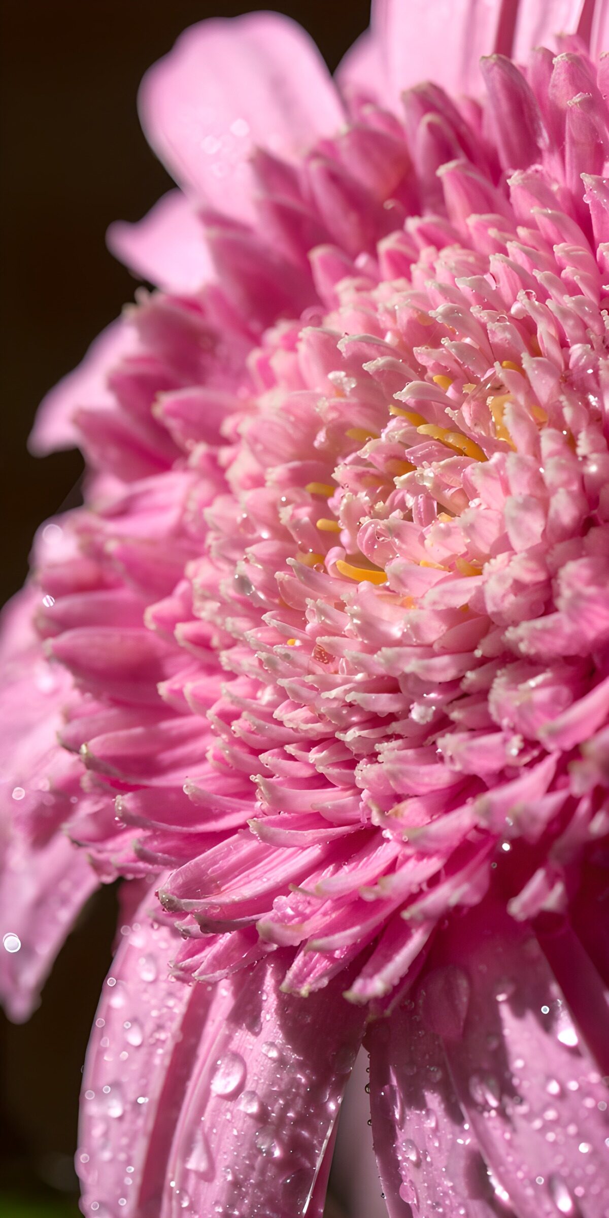 TPDE31848: Rosa Blüte mit Wassertropfen