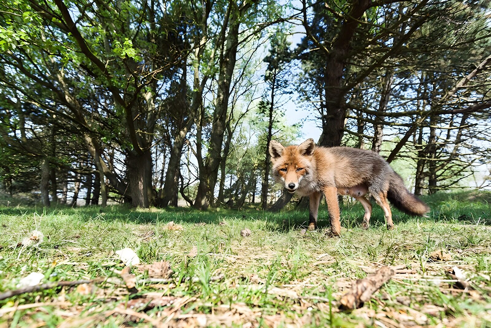 TPDE80512: aufmerksamer Rotfuchs am Rande eines Ackers
