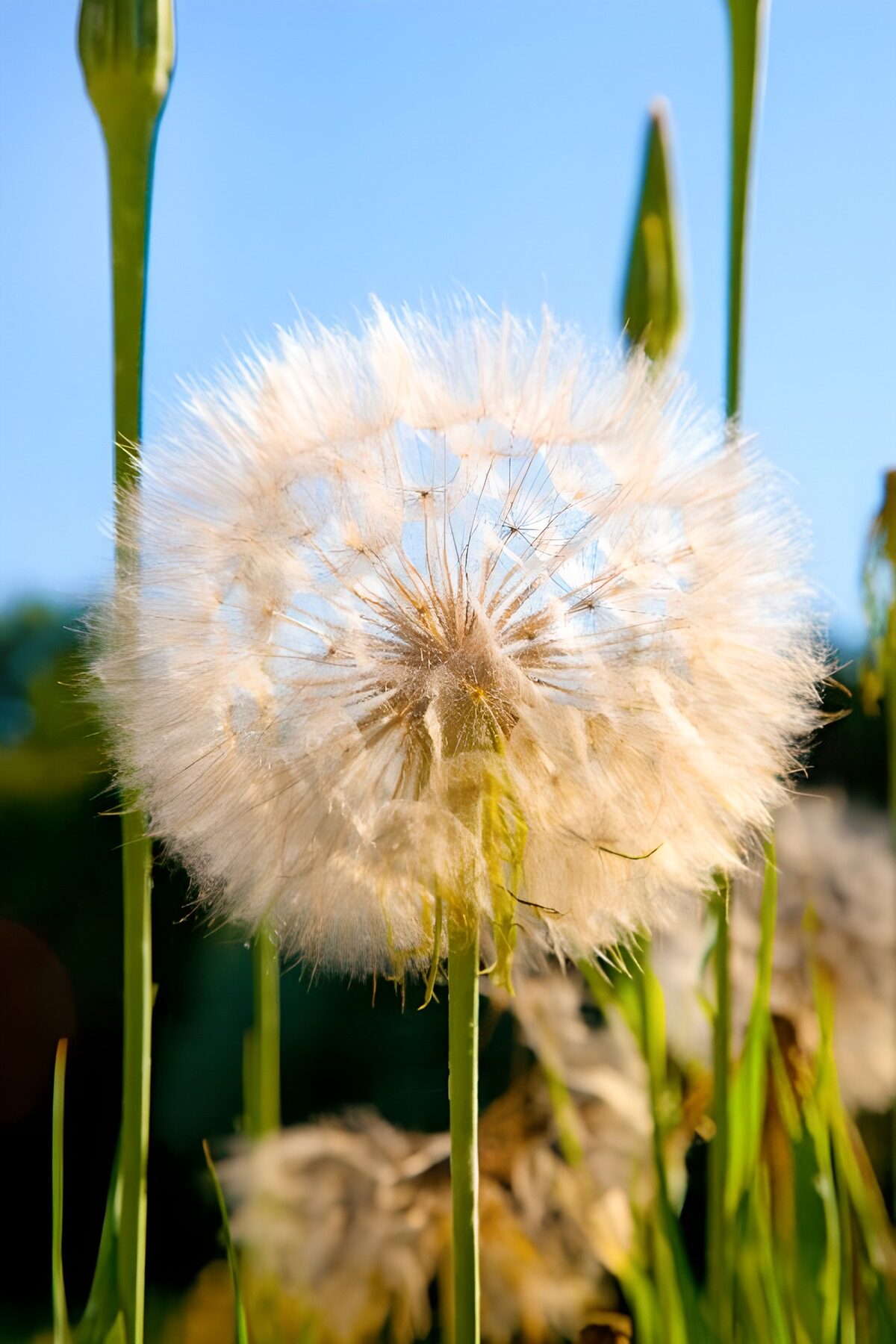 TPDE60910: Flugsamen der Pusteblume