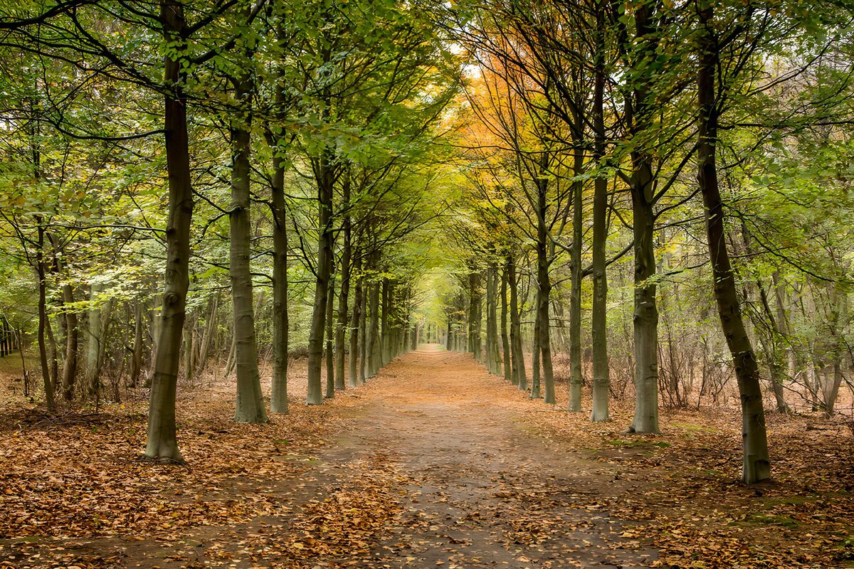 TPDE71171: Herbstlicher Waldweg im Grünen