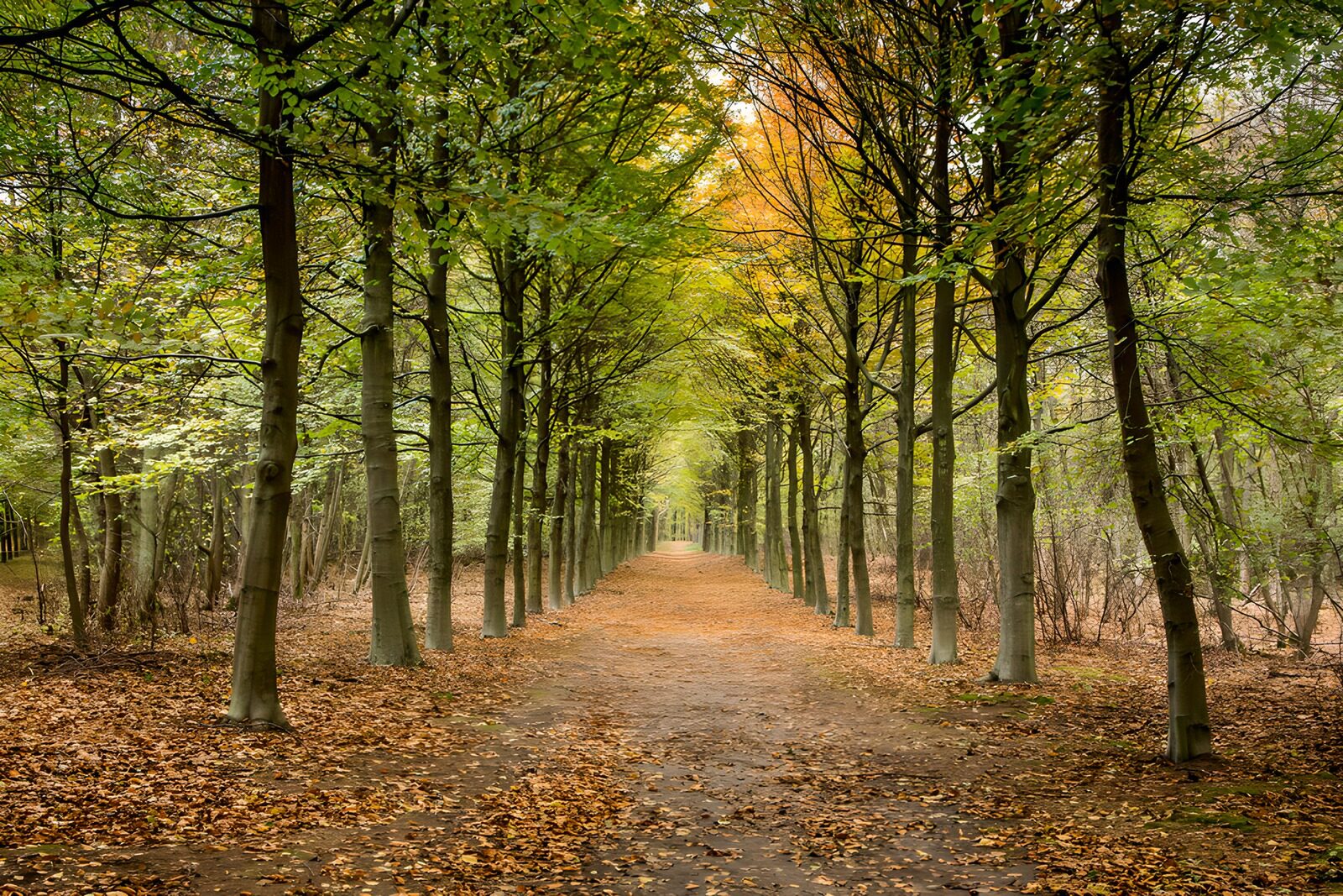 TPDE71171: Herbstlicher Waldweg im Grünen