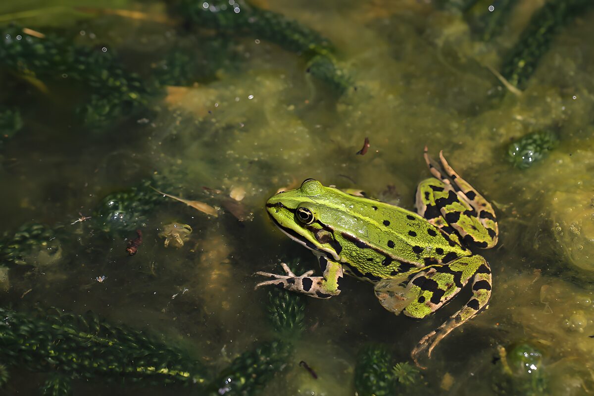 Grüner Frosch im schmutzigen Wasser