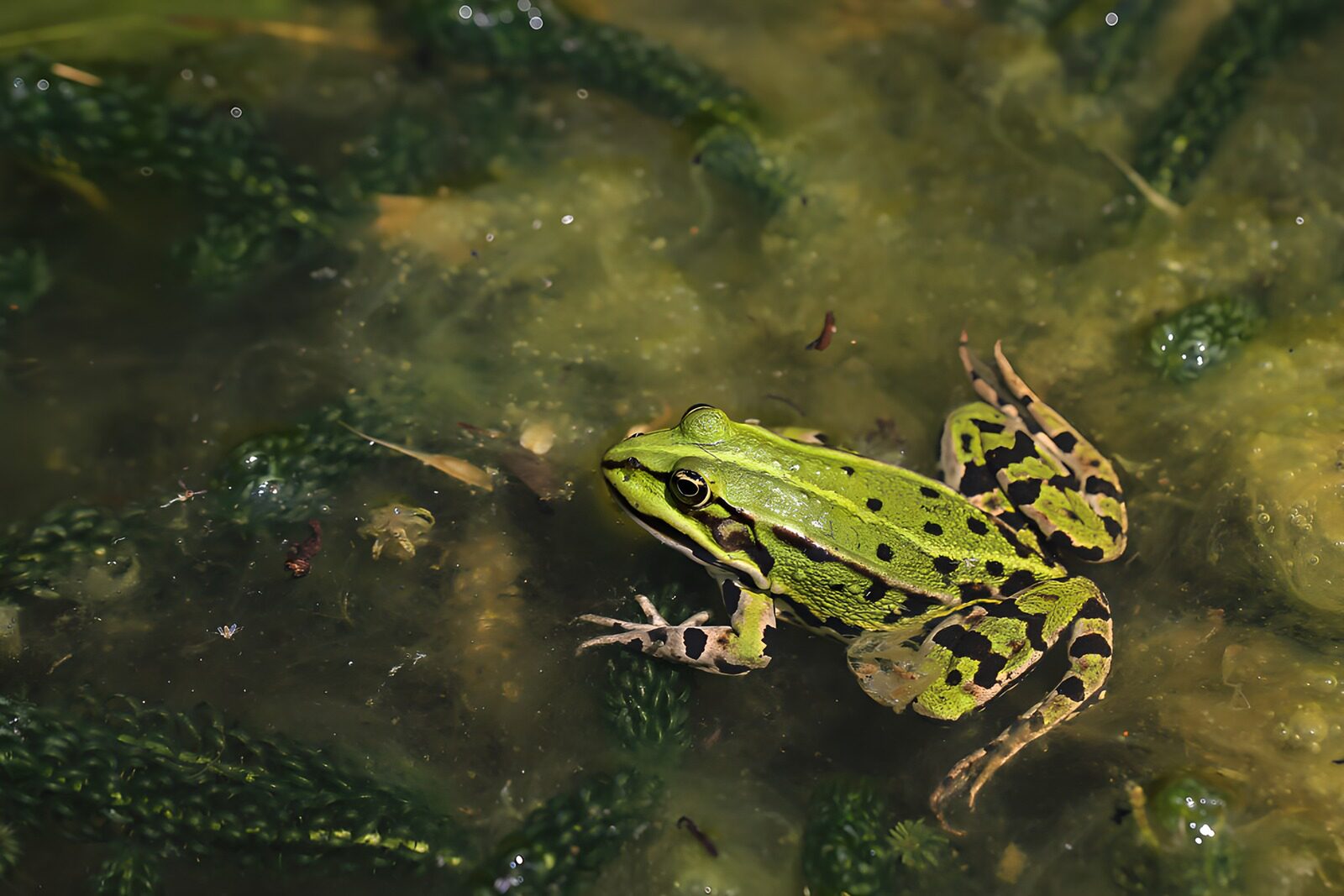 TPDE92736: Grüner Frosch im schmutzigen Wasser