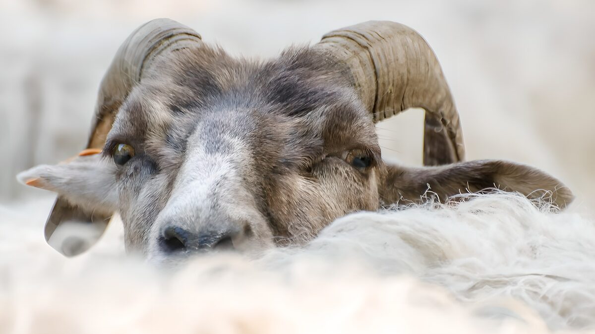 Kopf von einem Schaf mit großen Hörnern ruht  auf dem Rücken von einem anderen Schaf