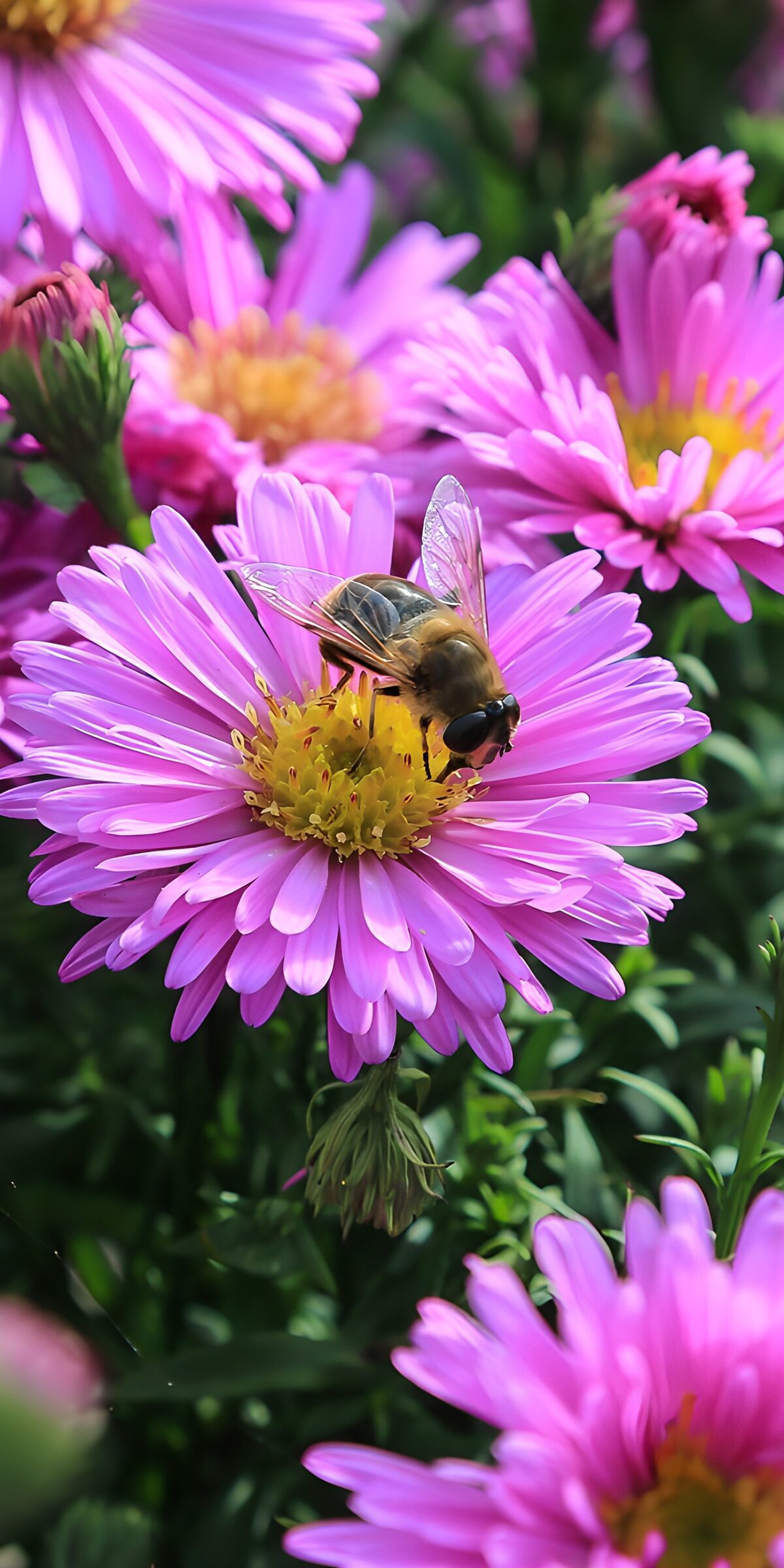 TPDE82461: Biene auf lila Asternblüten