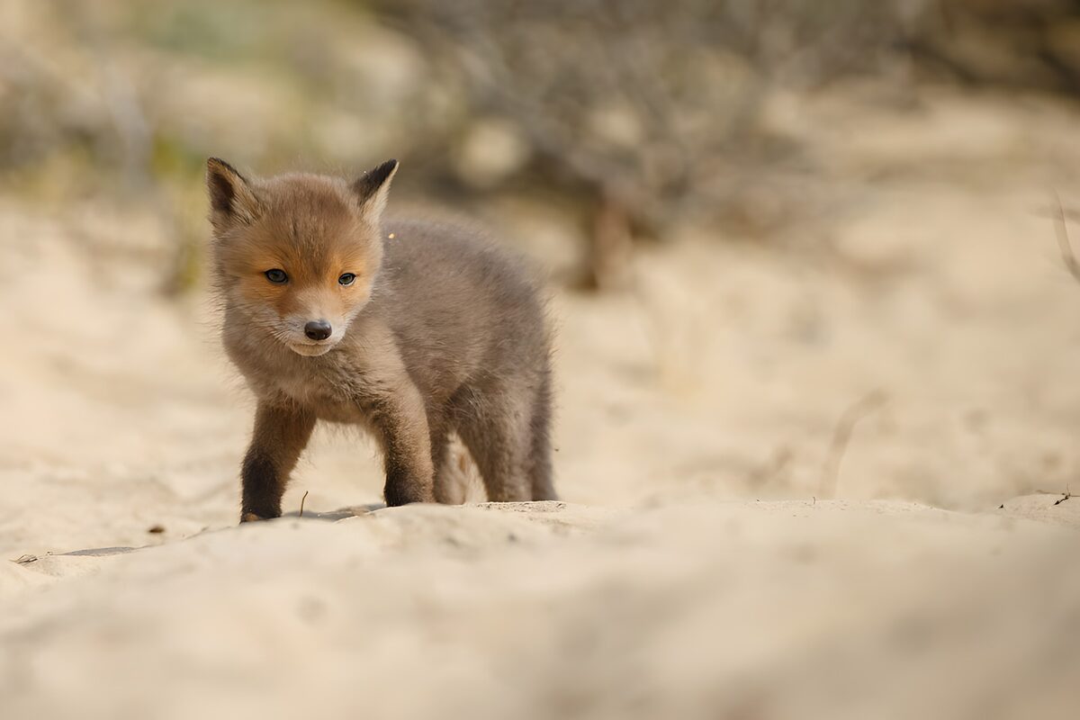 Fuchsjunges im Sand