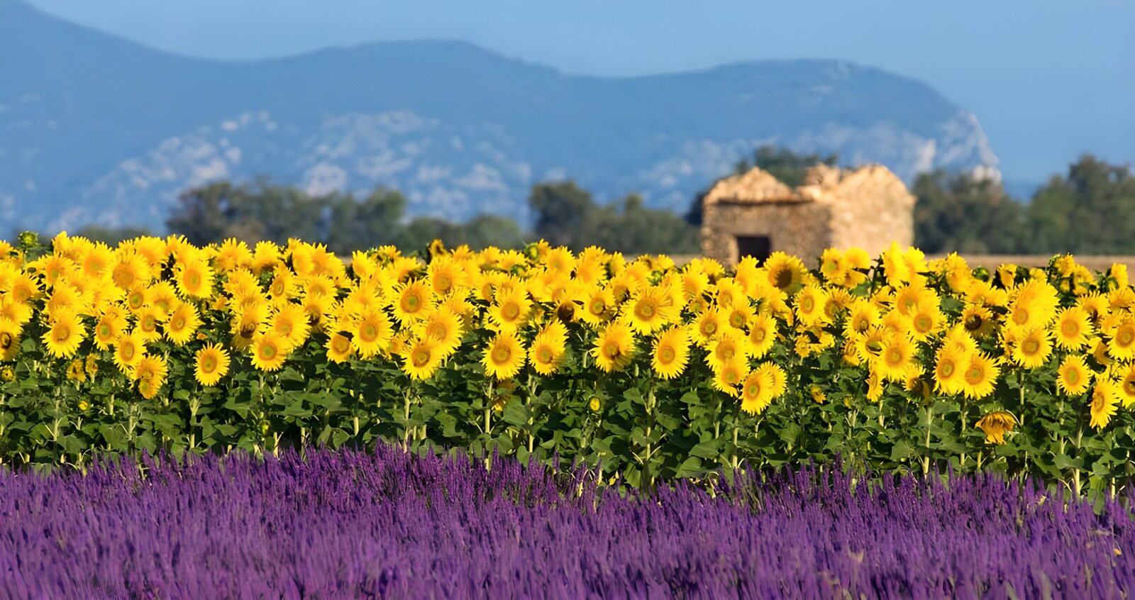 TPDE84882: Lavendel und Sonnenblumen vor den Bergen in traumhafter Kulisse