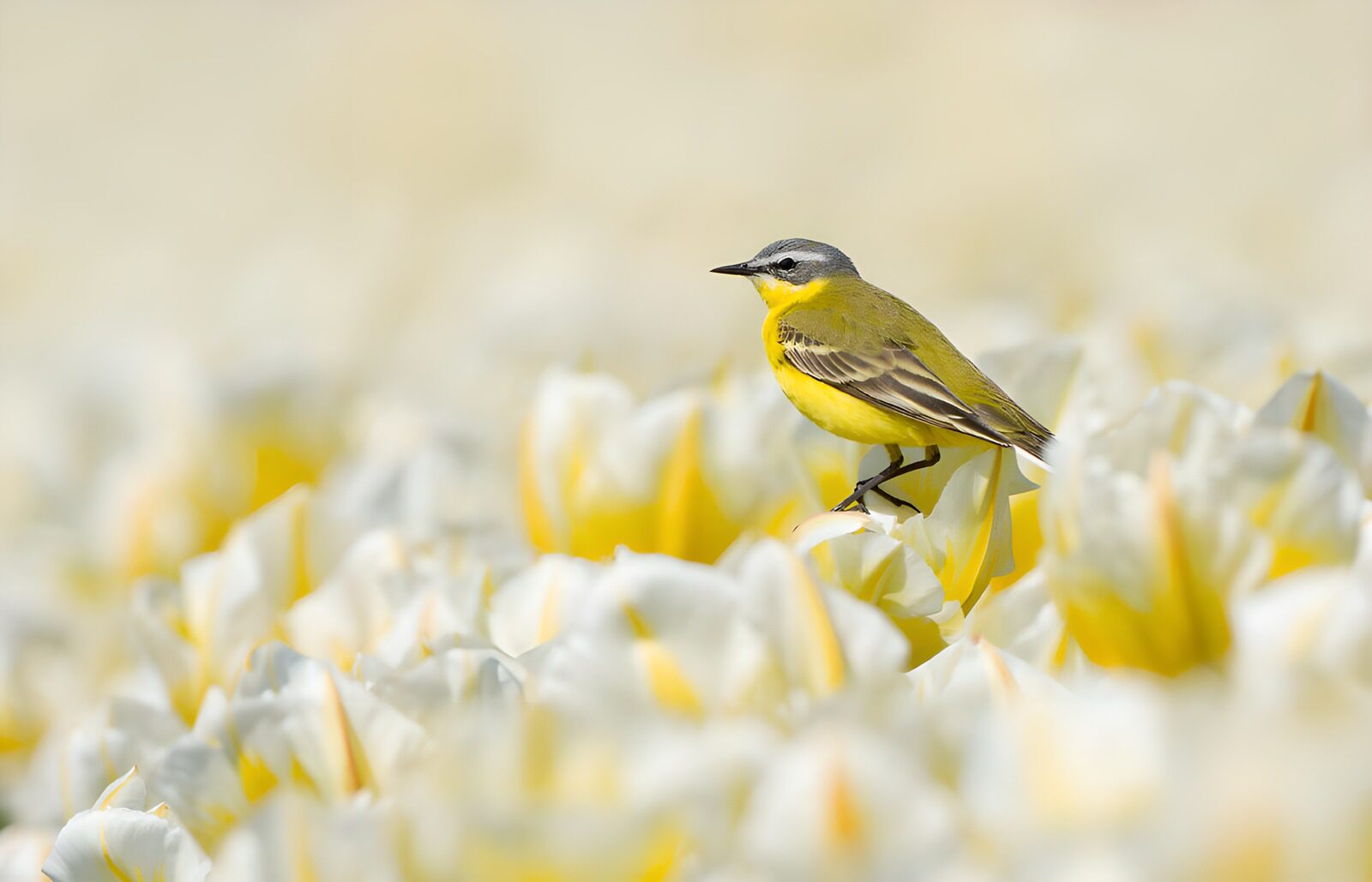 TPDE30752: Gelber Vogel auf blühenden Tulpen