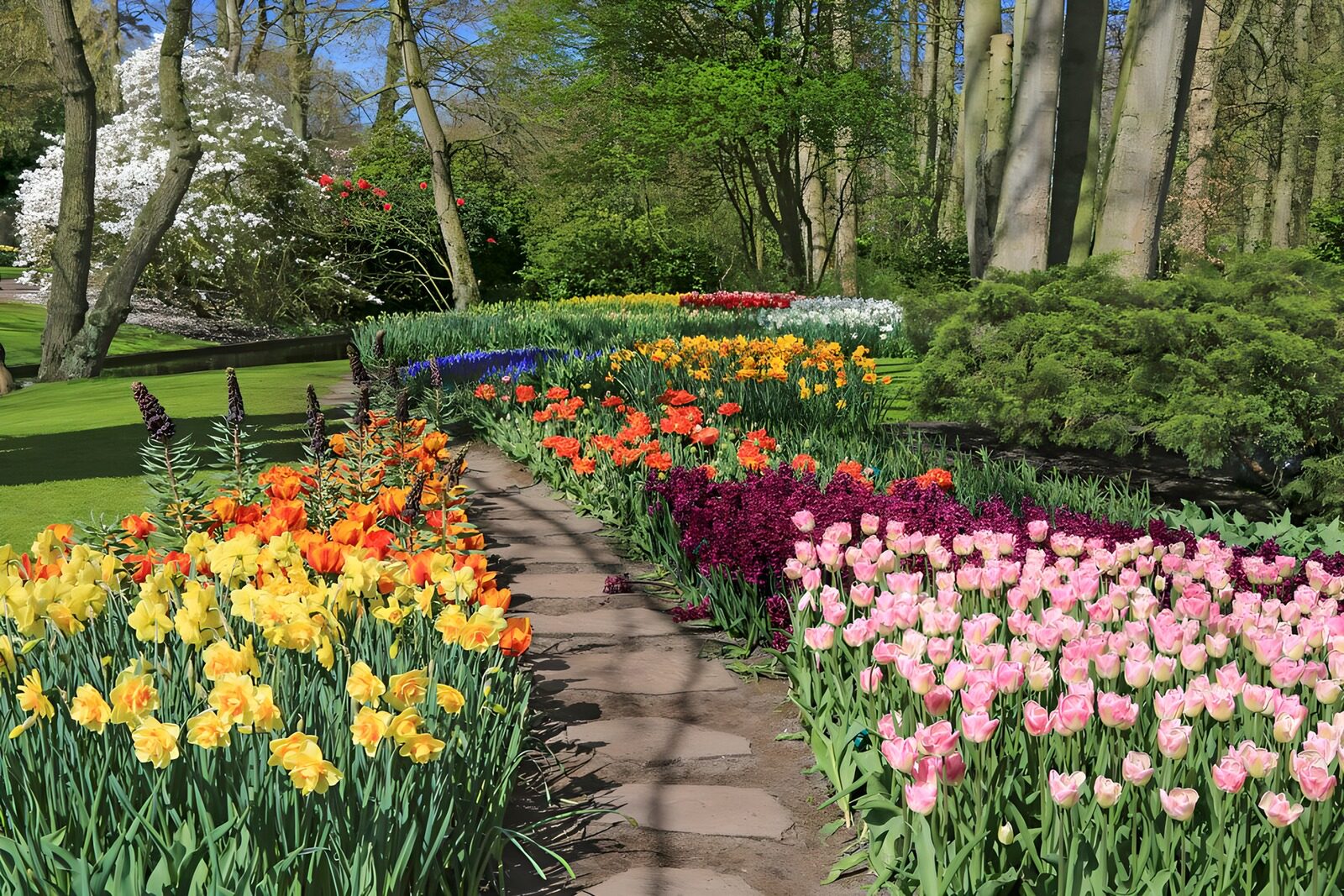 TPDE37495: Gartenweg durch Tulpen und Narzissen im