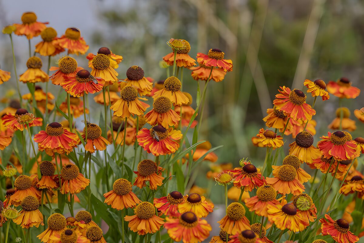 TPDE72818: Leuchtende orangefarbene Blumenwiese