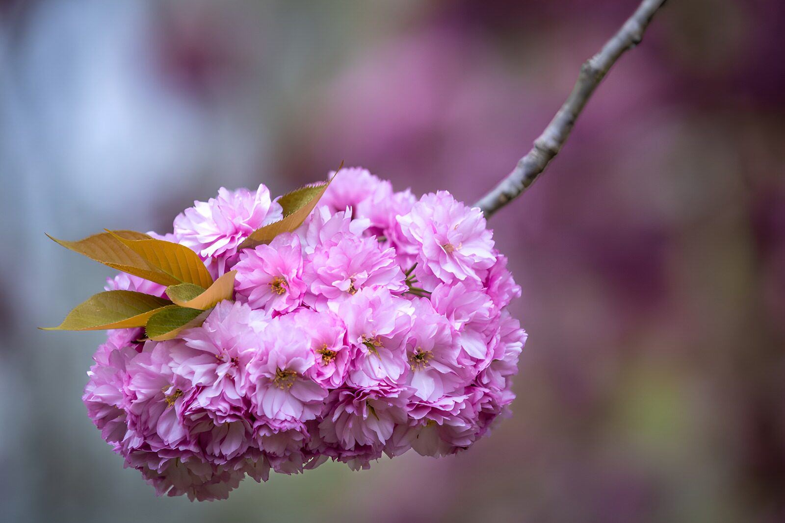TPDE17971: Blühende Kirschblüten im Frühling