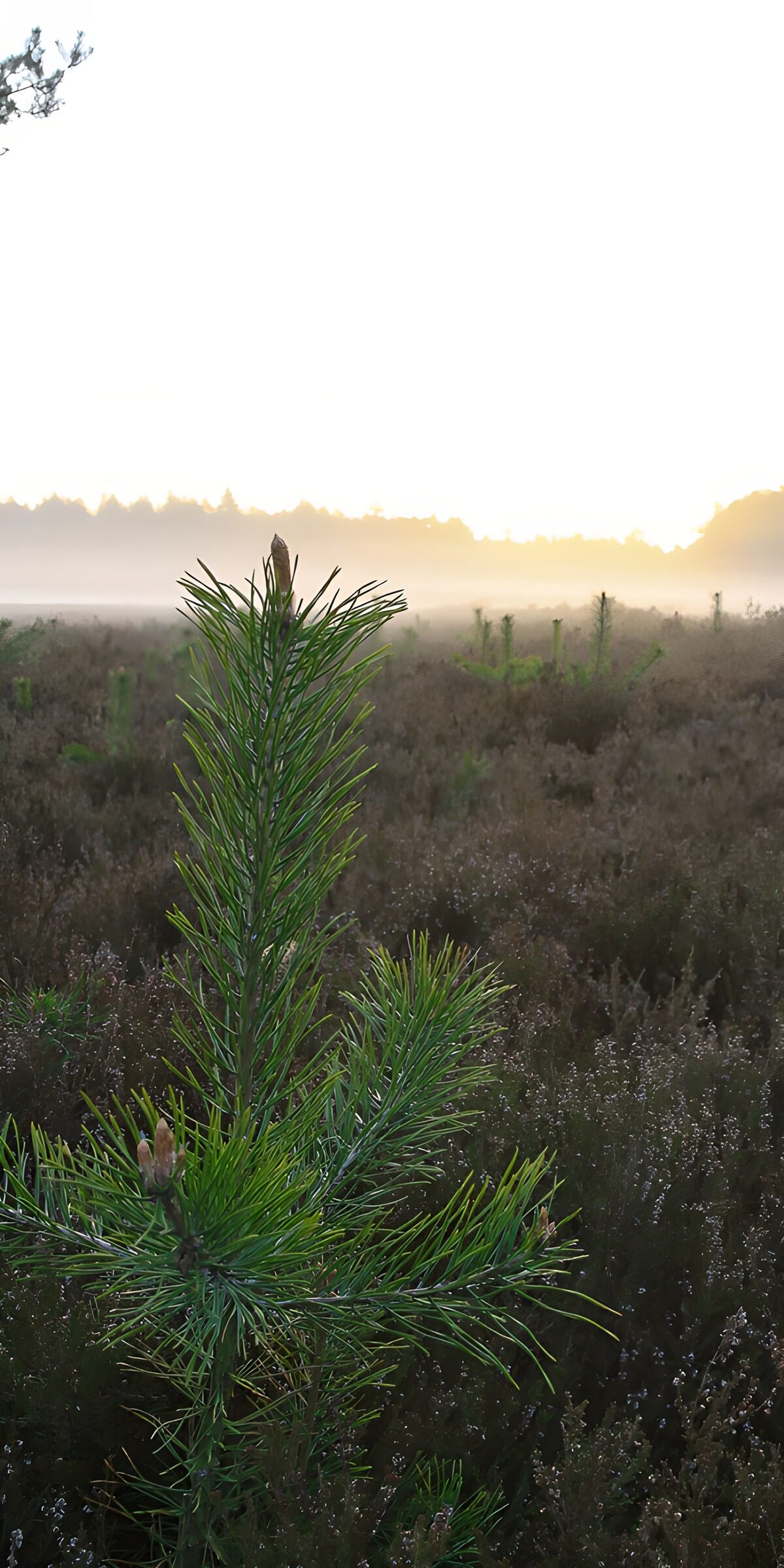 TPDE98781: Morgendämmerung im Wald