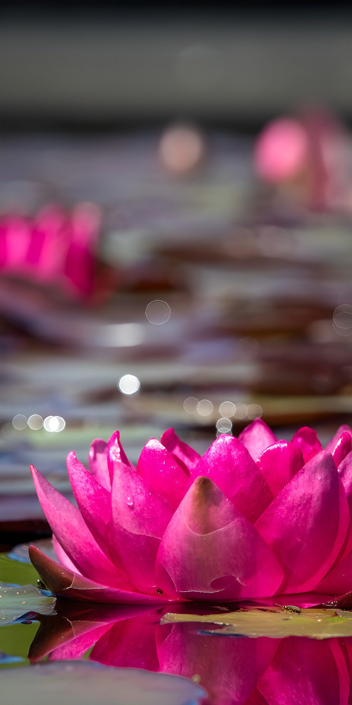 Pinke Wasserlilien im Sonnenlicht