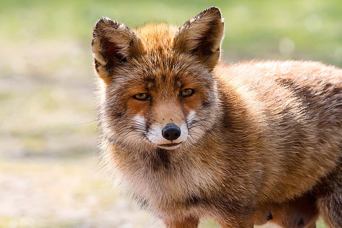 TPDE71891: ein Rotfuchs im Winterfell