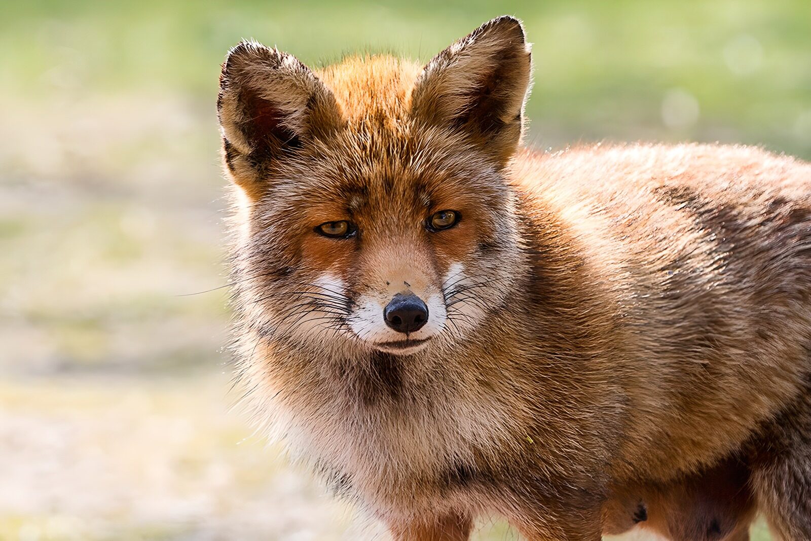 TPDE71891: ein Rotfuchs im Winterfell