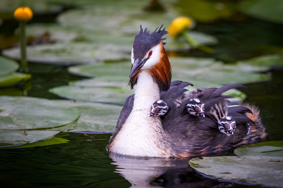 TPDE12921: Grebe mit Küken auf dem Wasser