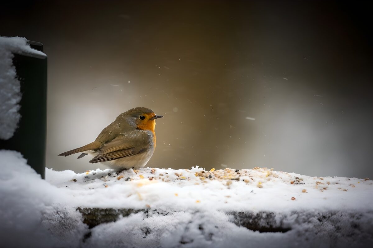 TPDE98617: Rotkehlchen im Winter