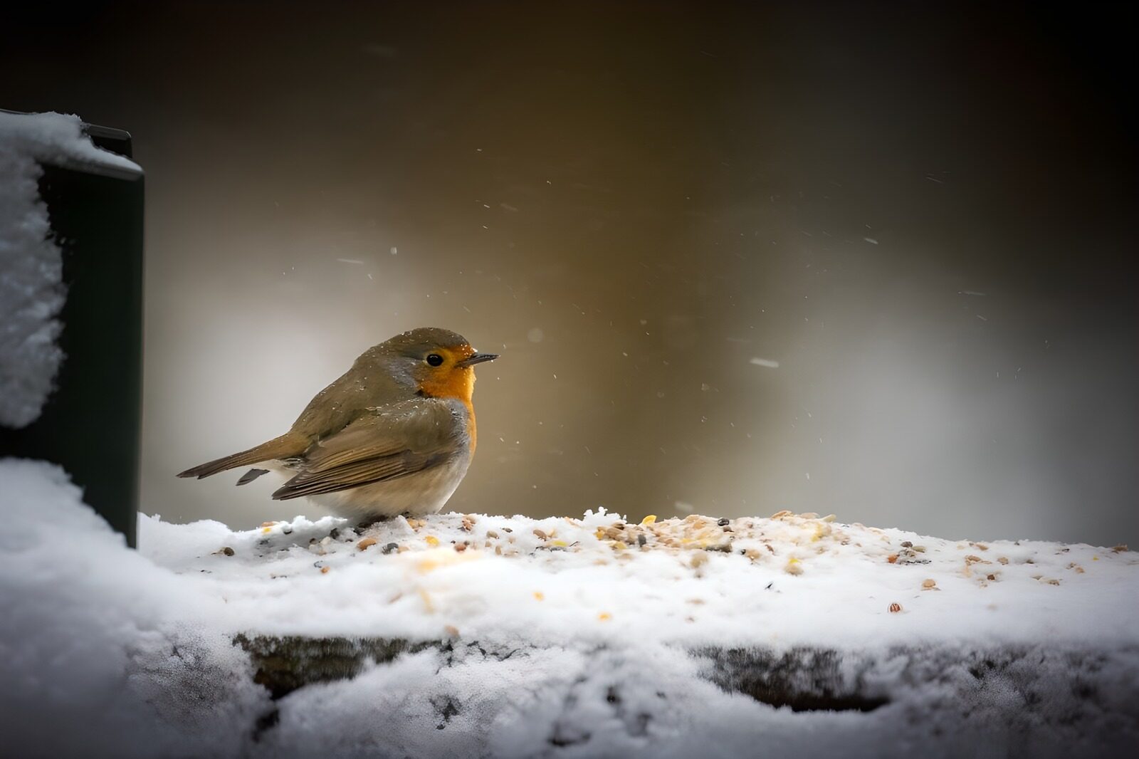 TPDE98617: Rotkehlchen im Winter