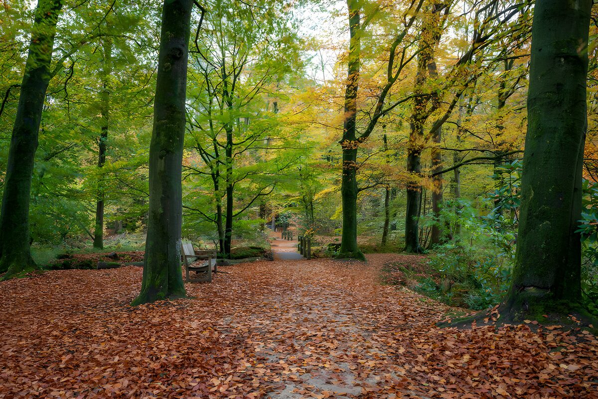 TPDE20684: Herbstlicher Waldweg mit Bank
