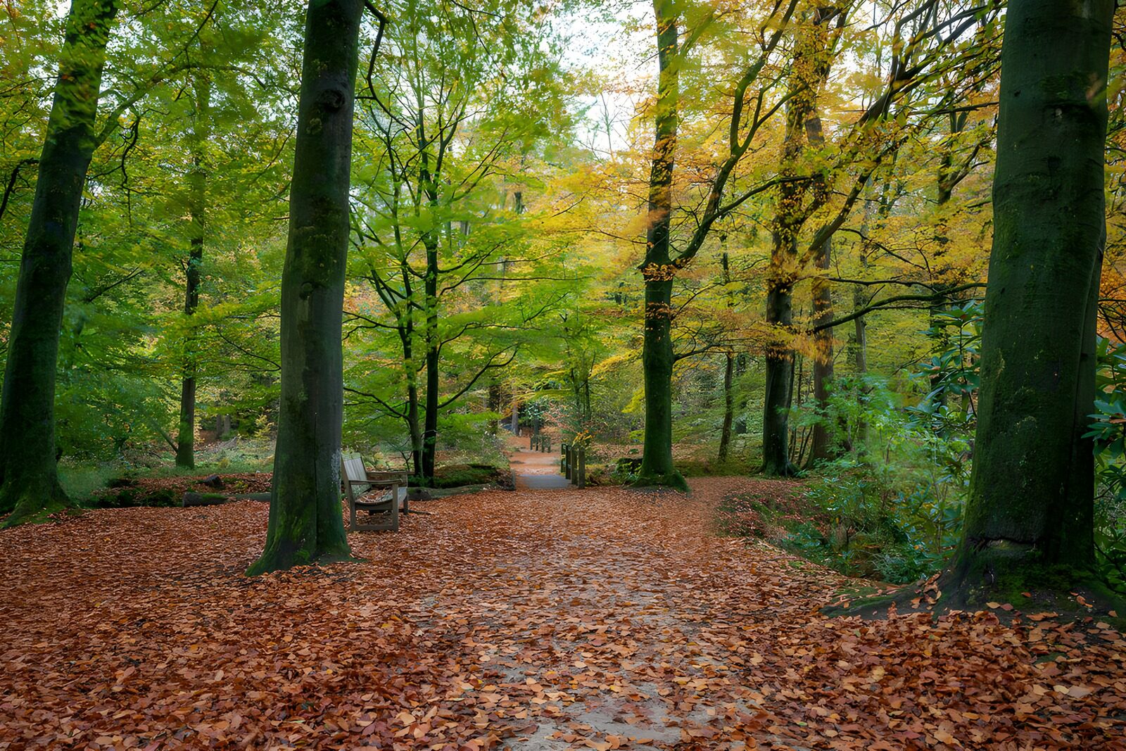 TPDE20684: Herbstlicher Waldweg mit Bank