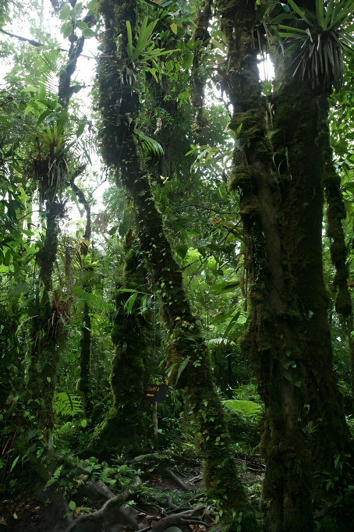 TPDE90898: wilde Natur auf La Gomera
